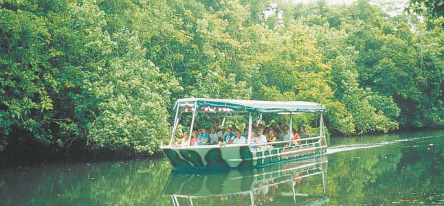 How About A Daintree River Crocodile Tour